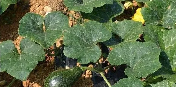南瓜种植的施肥技术要点 | 农广天地