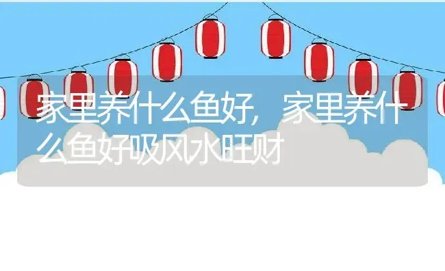 家里养什么鱼好,家里养什么鱼好吸风水旺财 | 养殖科普