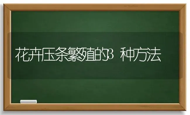 花卉压条繁殖的3种方法 | 养殖知识