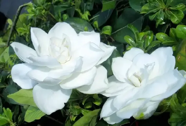 栀子花品种有哪些,栀子花有多大？