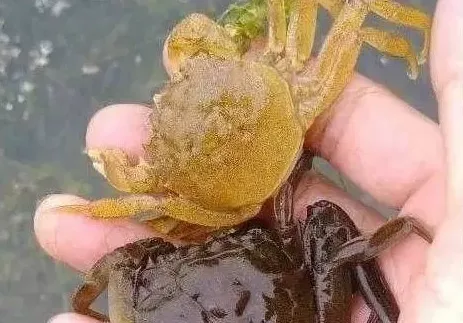 浅谈河蟹前两次蜕壳的管理技术要点 | 生活常识