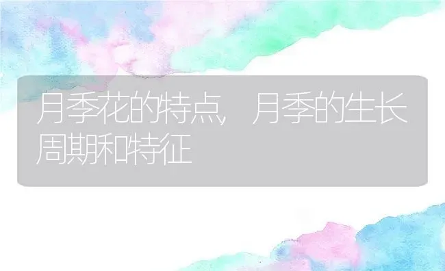 月季花的特点,月季的生长周期和特征 | 养殖学堂