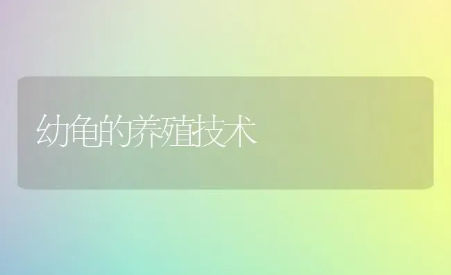 幼龟的养殖技术 | 养殖技术大全