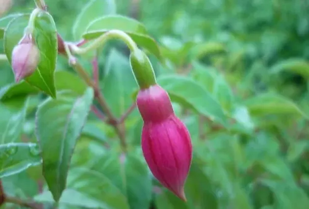 牵牛花长什么样子图片,牵牛花的花苞是什么样子，图片？