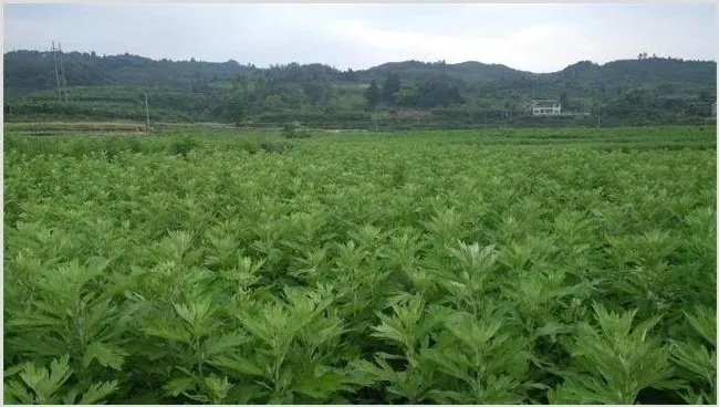 养猪常用的中草药 | 生活常识