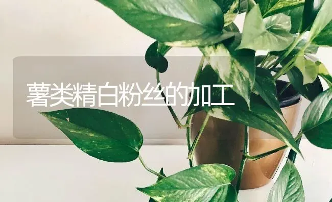 薯类精白粉丝的加工 | 养殖技术大全