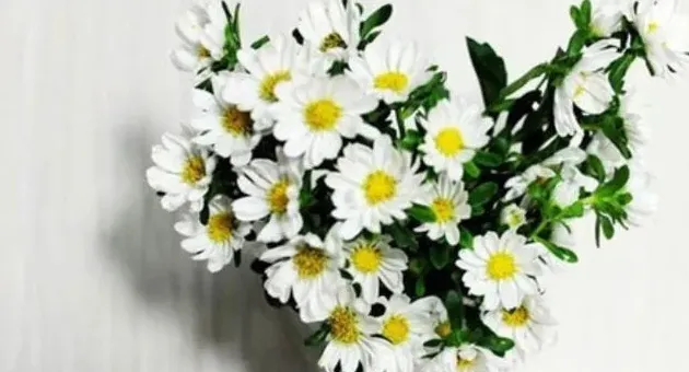 办公室适合摆放什么花,办公室适合放什么鲜花？