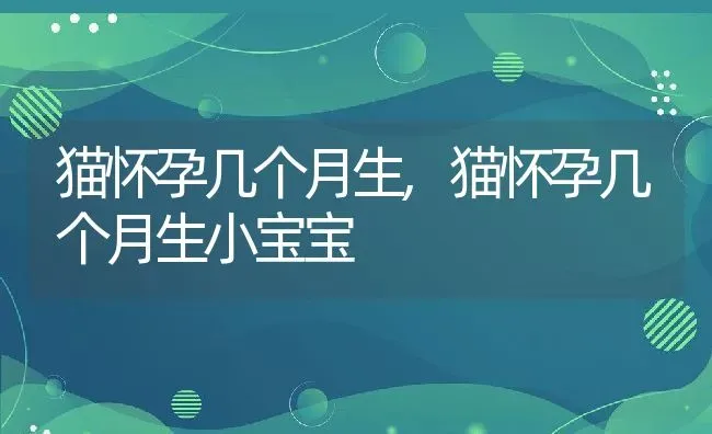 猫怀孕几个月生,猫怀孕几个月生小宝宝 | 养殖科普