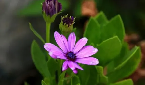 蓝目菊花期 | 生活妙招