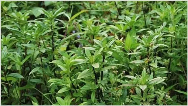 养猪常用的中草药 | 生活常识