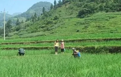 现阶段农业病虫害防治的一些现状和建议 | 常识大全