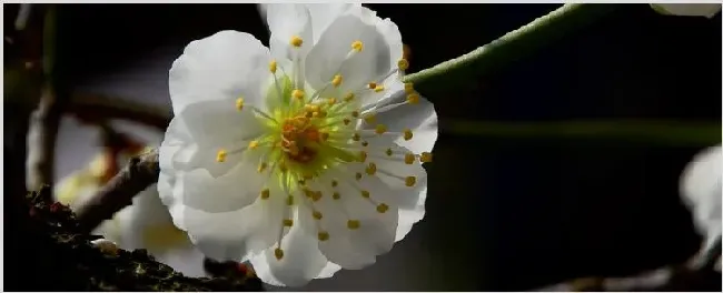 绿萼梅与腊梅花的区别 | 生活常识