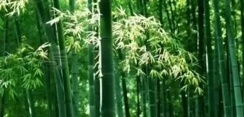 竹子为什么开花,竹子为什么开花？