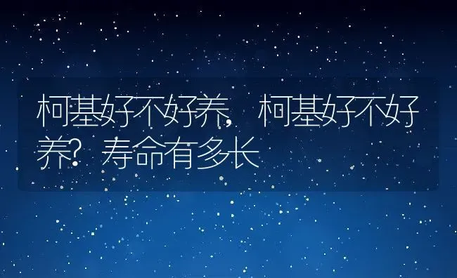 柯基好不好养,柯基好不好养?寿命有多长 | 养殖资料