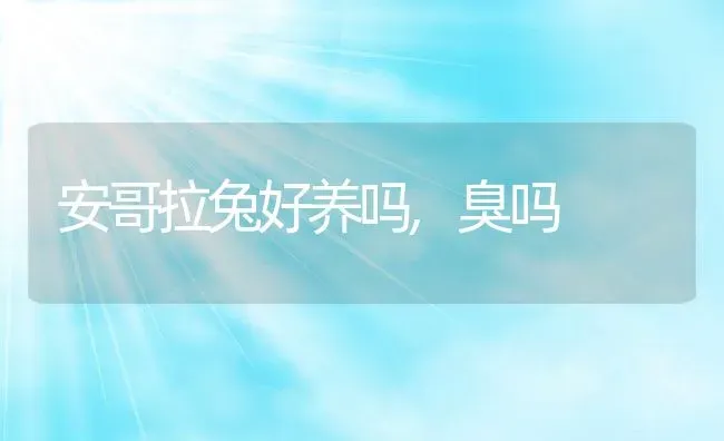 安哥拉兔好养吗,臭吗 | 养殖资料