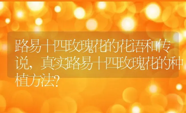 路易十四玫瑰花的花语和传说,真实路易十四玫瑰花的种植方法？ | 养殖科普