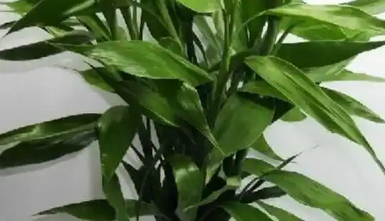 富贵竹发黄怎么挽救,富贵竹变黄怎么补救？