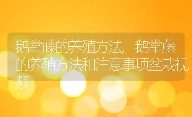 鹅掌藤的养殖方法,鹅掌藤的养殖方法和注意事项盆栽视频 | 养殖科普