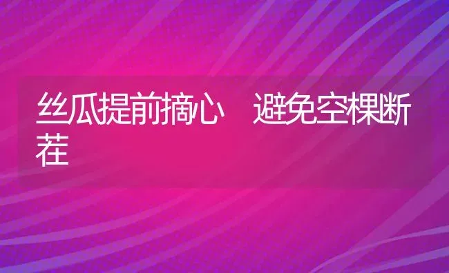 丝瓜提前摘心 避免空棵断茬 | 养殖知识