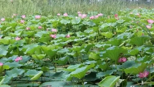 荷花种子怎么种植,小荷花种子的种植方法？