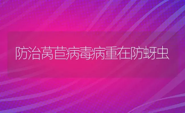 防治莴苣病毒病重在防蚜虫 | 养殖技术大全