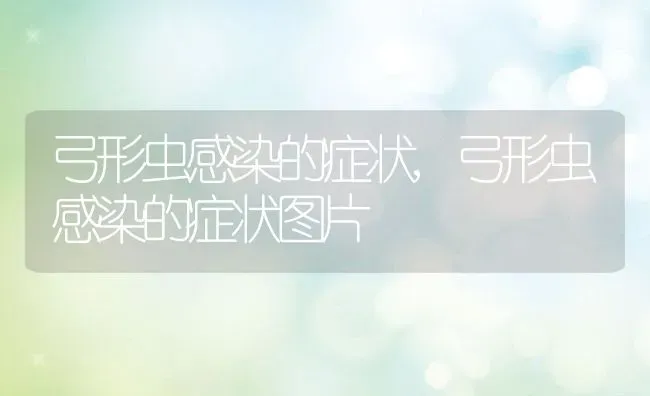 弓形虫感染的症状,弓形虫感染的症状图片 | 养殖科普