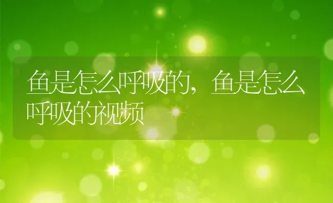 鱼是怎么呼吸的,鱼是怎么呼吸的视频 | 养殖资料