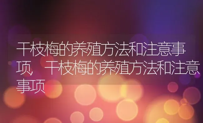 干枝梅的养殖方法和注意事项,干枝梅的养殖方法和注意事项 | 养殖科普