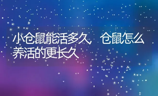 小仓鼠能活多久,仓鼠怎么养活的更长久 | 养殖资料