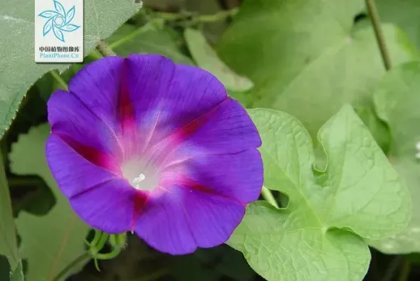 牵牛花长什么样子图片,牵牛花的花苞是什么样子，图片？