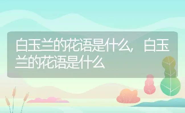 白玉兰的花语是什么,白玉兰的花语是什么 | 养殖科普