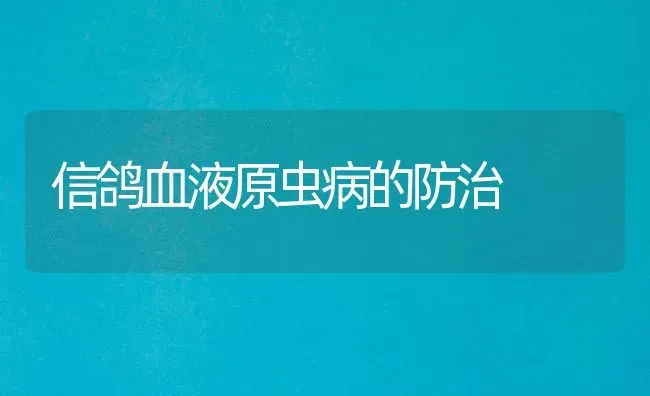 信鸽血液原虫病的防治 | 养殖知识