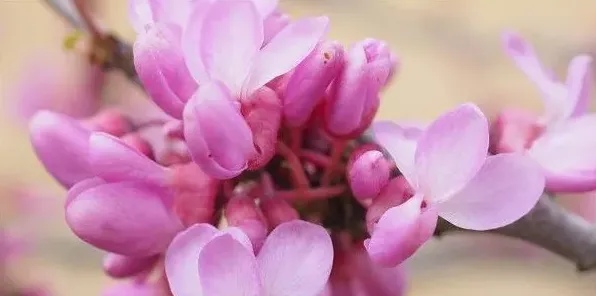 紫荆花种在家前面好不好 | 妙招大全