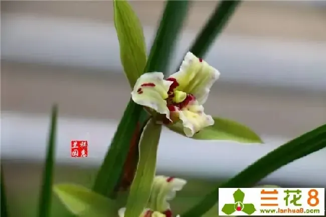 兰花老芦头怎么催芽,兰花有根无叶芦头怎么发芽？