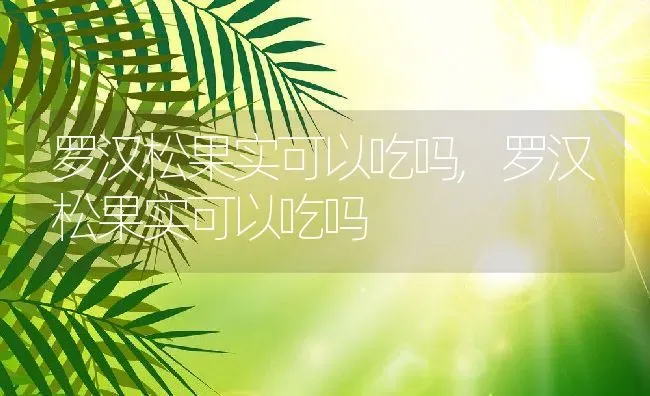 罗汉松果实可以吃吗,罗汉松果实可以吃吗 | 养殖科普