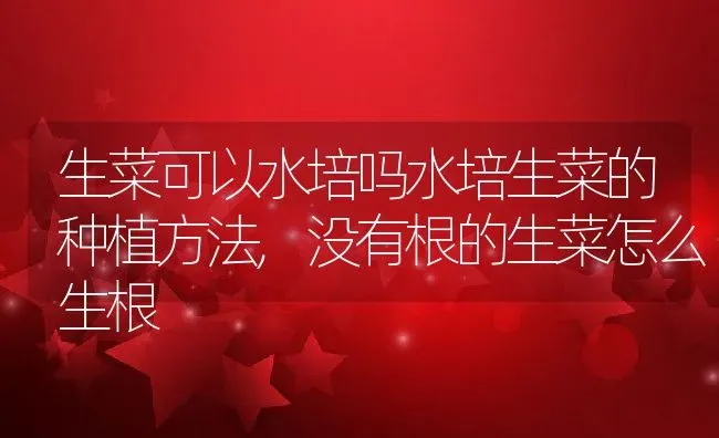 生菜可以水培吗水培生菜的种植方法,没有根的生菜怎么生根 | 养殖学堂