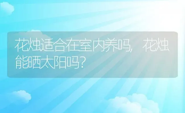 花烛适合在室内养吗,花烛能晒太阳吗？ | 养殖科普