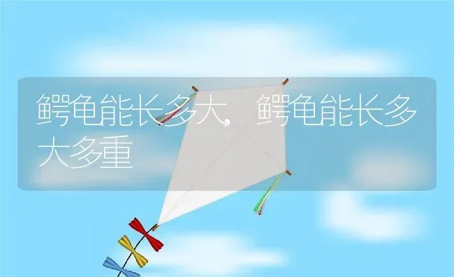 鳄龟能长多大,鳄龟能长多大多重 | 养殖资料