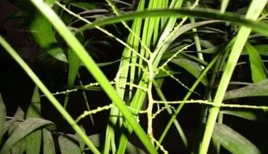 凤尾竹的寓意和象征,凤尾竹的寓意？