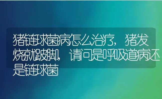 猪链球菌病怎么治疗,猪发烧就跛脚,请问是呼吸道病还是链球菌 | 养殖学堂