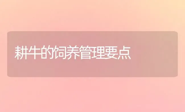 耕牛的饲养管理要点 | 养殖技术大全