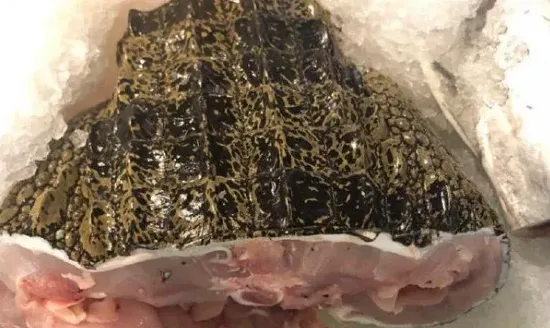 “重口味”美食鳄鱼肉上餐桌 | 常识大全