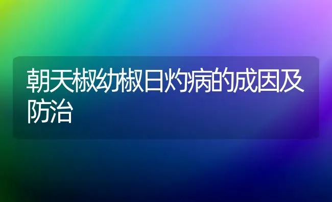 朝天椒幼椒日灼病的成因及防治 | 养殖技术大全