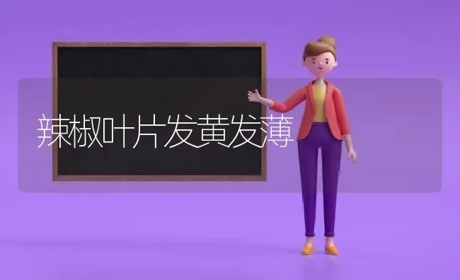 辣椒叶片发黄发薄 | 养殖技术大全