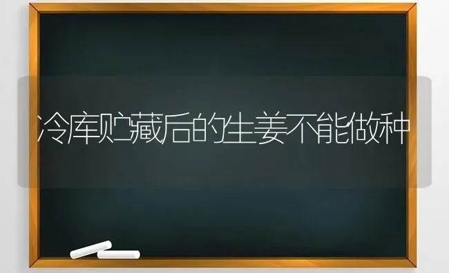 冷库贮藏后的生姜不能做种 | 养殖技术大全