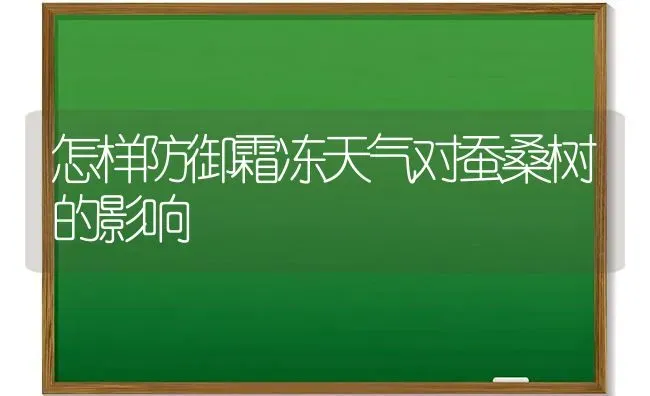 怎样防御霜冻天气对蚕桑树的影响 | 养殖知识