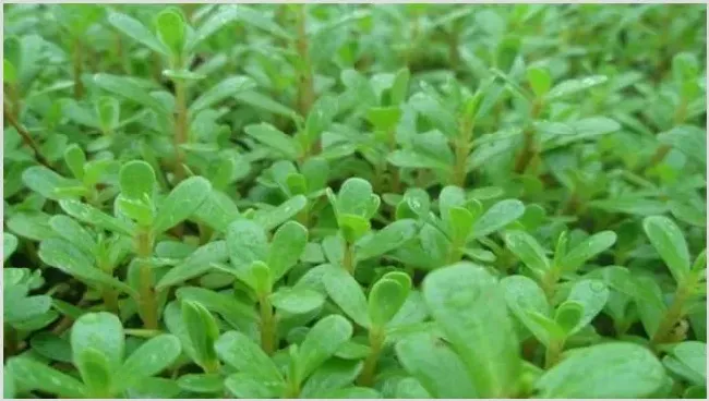 养猪常用的中草药 | 生活常识