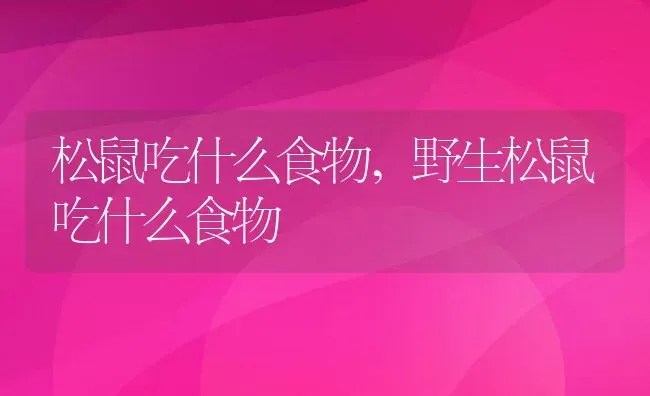 松鼠吃什么食物,野生松鼠吃什么食物 | 养殖科普