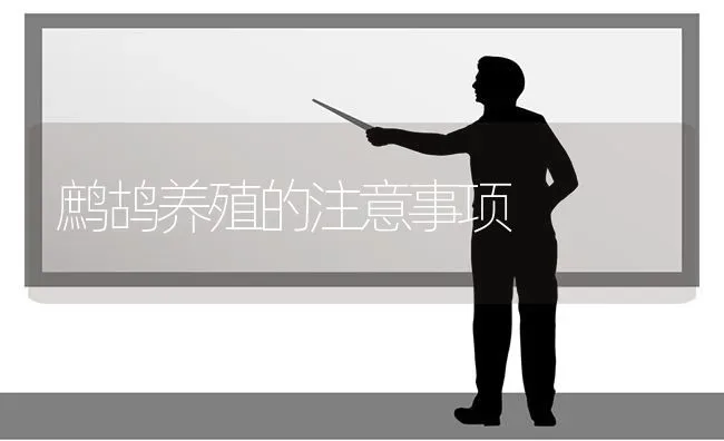 鹧鸪养殖的注意事项 | 养殖技术大全