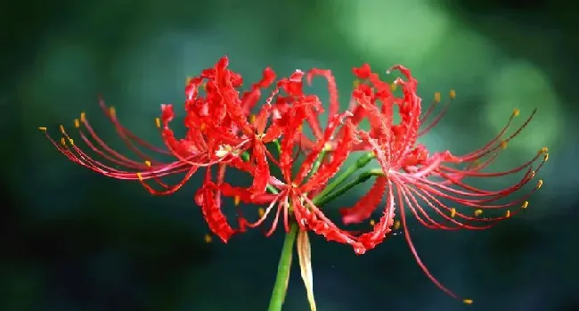 彼岸花的花语是什么?,彼岸花的寓意和花语？